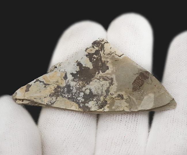 大きい9ミリ級!中国遼寧省、熱河層群で発見された、立派な昆虫の化石(Insect fossil)(その3)
