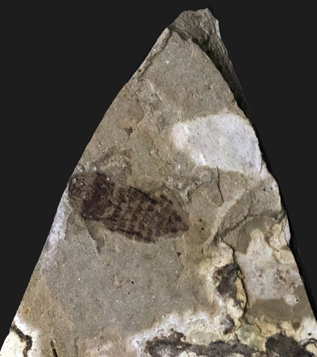 大きい9ミリ級!中国遼寧省、熱河層群で発見された、立派な昆虫の化石(Insect fossil)(その4)