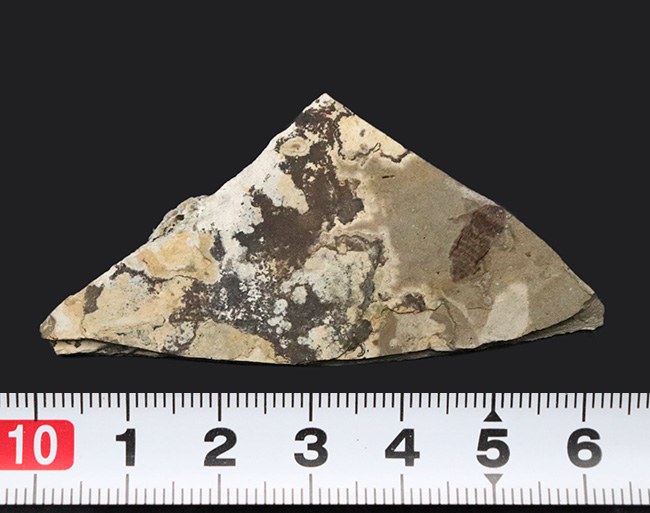 大きい9ミリ級!中国遼寧省、熱河層群で発見された、立派な昆虫の化石(Insect fossil)(その7)