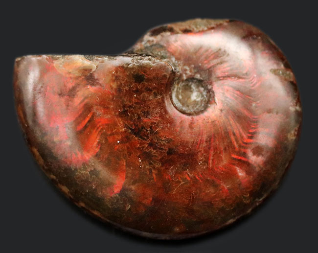 真っ赤に染まる！マダガスカル産のアンモナイト、クレオニセラス（Cleoniceras）の化石（その1）