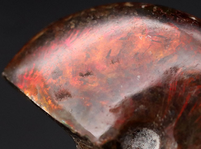 真っ赤に染まる！マダガスカル産のアンモナイト、クレオニセラス（Cleoniceras）の化石（その7）