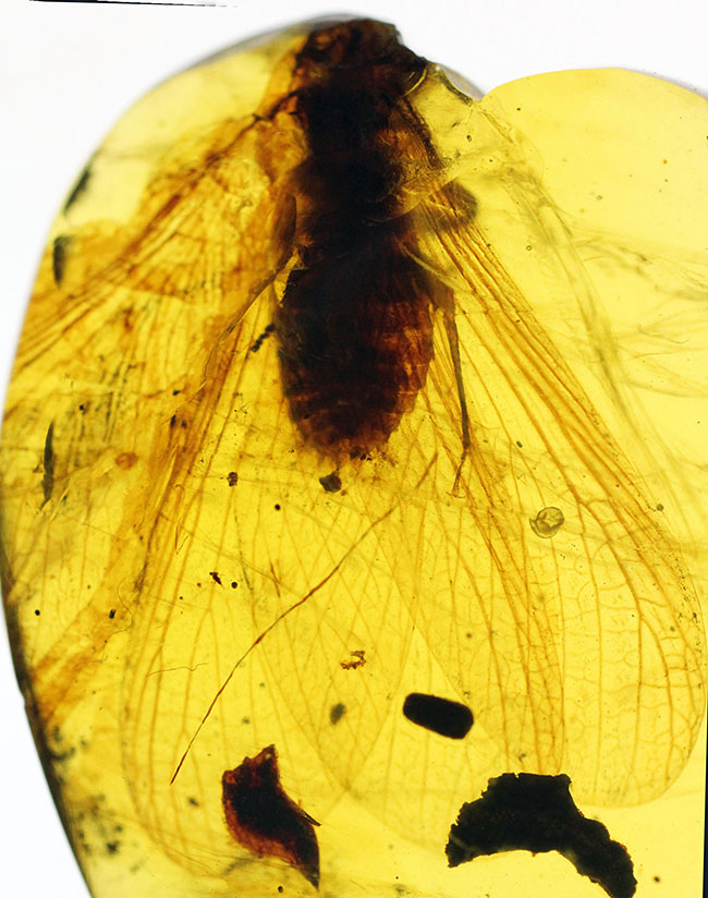 17ミリの大きな虫を内包したビルマ琥珀、バーマイト(Burmite)。肉眼で翅脈が見られます。樹木の樹脂の化石。(その1)