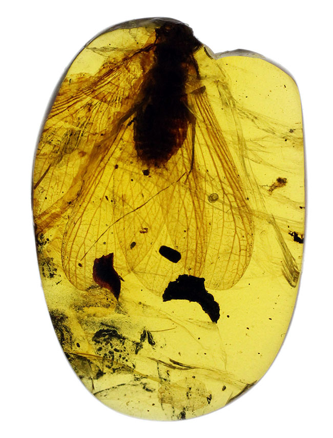 17ミリの大きな虫を内包したビルマ琥珀、バーマイト(Burmite)。肉眼で翅脈が見られます。樹木の樹脂の化石。(その2)