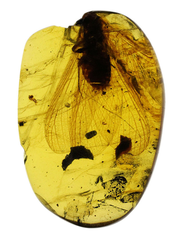 17ミリの大きな虫を内包したビルマ琥珀、バーマイト(Burmite)。肉眼で翅脈が見られます。樹木の樹脂の化石。(その3)