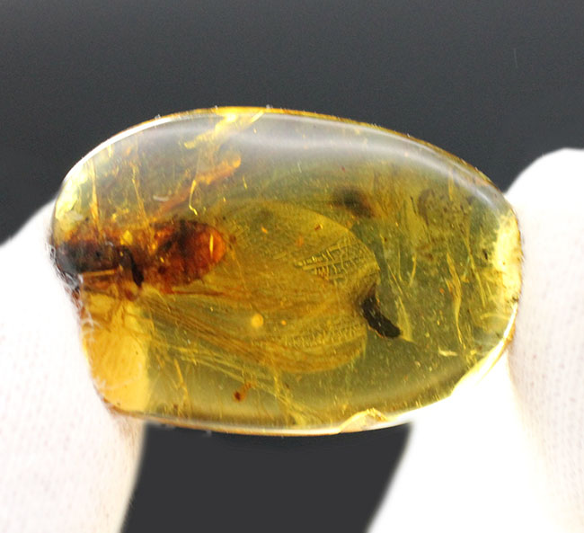 17ミリの大きな虫を内包したビルマ琥珀、バーマイト(Burmite)。肉眼で翅脈が見られます。樹木の樹脂の化石。(その5)