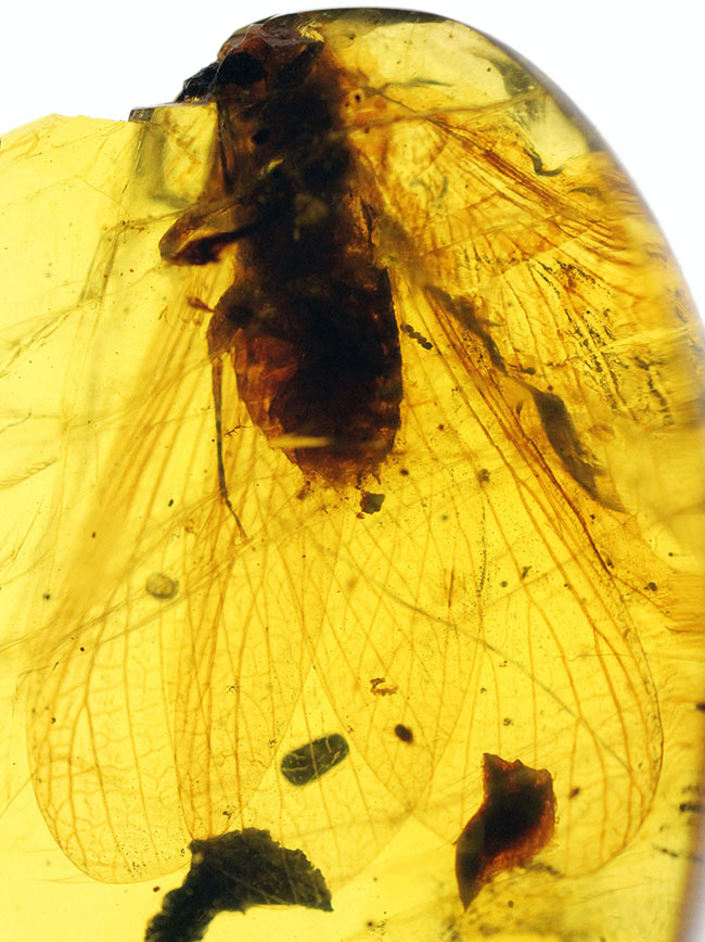 １７ミリの大きな虫を内包したビルマ琥珀、バーマイト（Burmite）。肉眼で翅脈が見られます。樹木の樹脂の化石。（その6）