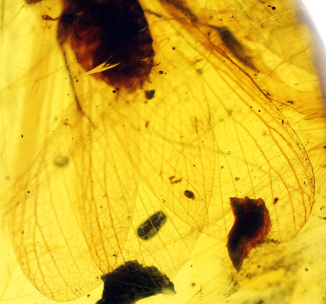 １７ミリの大きな虫を内包したビルマ琥珀、バーマイト（Burmite）。肉眼で翅脈が見られます。樹木の樹脂の化石。（その7）