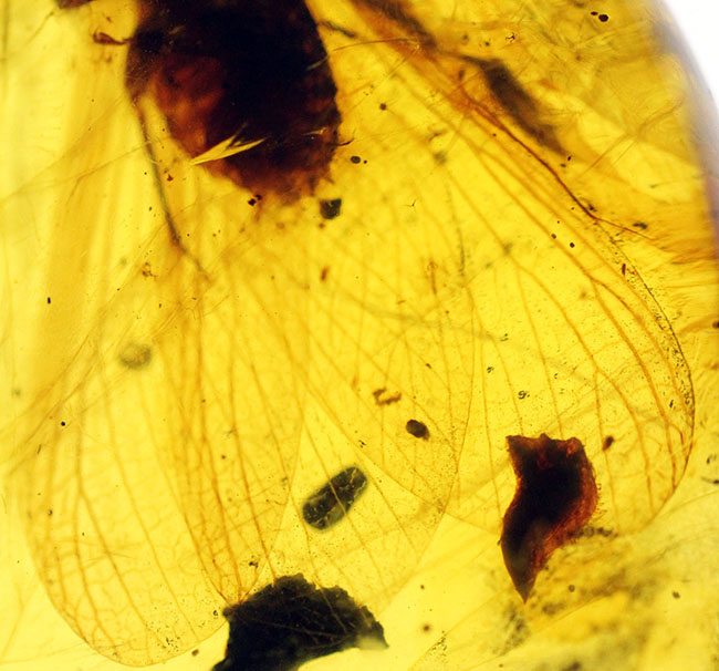 17ミリの大きな虫を内包したビルマ琥珀、バーマイト(Burmite)。肉眼で翅脈が見られます。樹木の樹脂の化石。(その7)