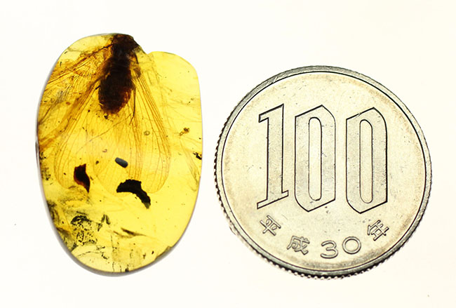 17ミリの大きな虫を内包したビルマ琥珀、バーマイト(Burmite)。肉眼で翅脈が見られます。樹木の樹脂の化石。(その8)