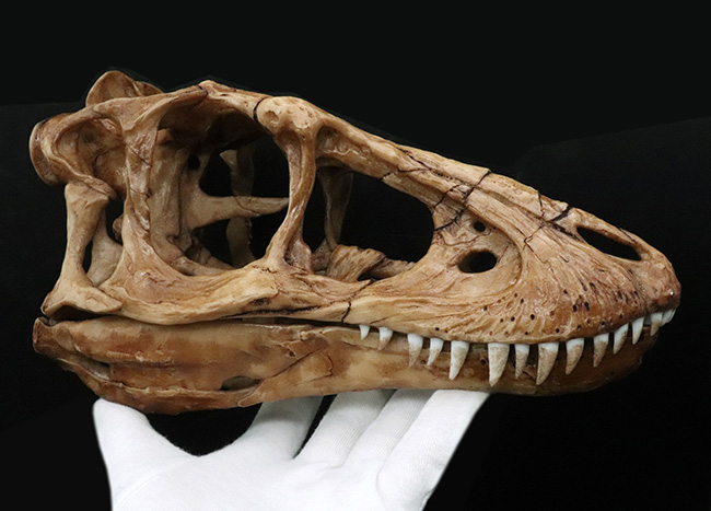２５センチクラス！迫力あるサイズで再現された、ティラノサウルス・レックス（Tyrannosaurus rex）の頭部のレプリカ（その1）