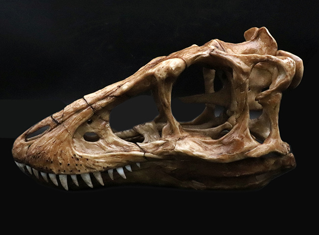 ２５センチクラス！迫力あるサイズで再現された、ティラノサウルス・レックス（Tyrannosaurus rex）の頭部のレプリカ（その2）