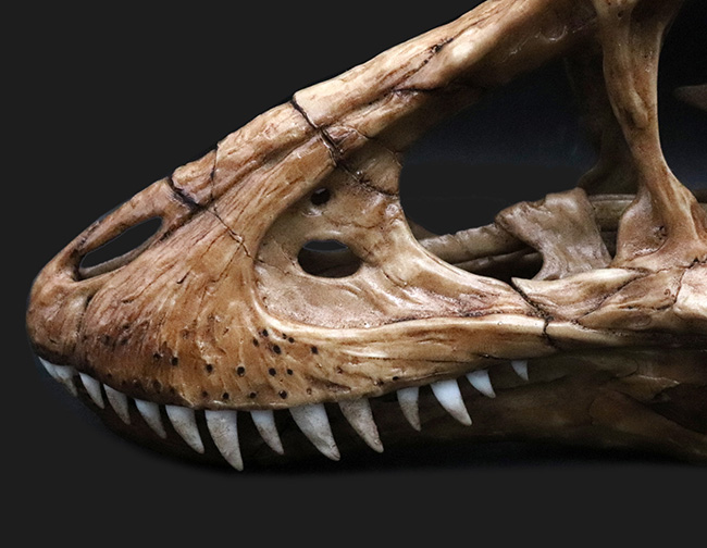 ２５センチクラス！迫力あるサイズで再現された、ティラノサウルス・レックス（Tyrannosaurus rex）の頭部のレプリカ（その3）