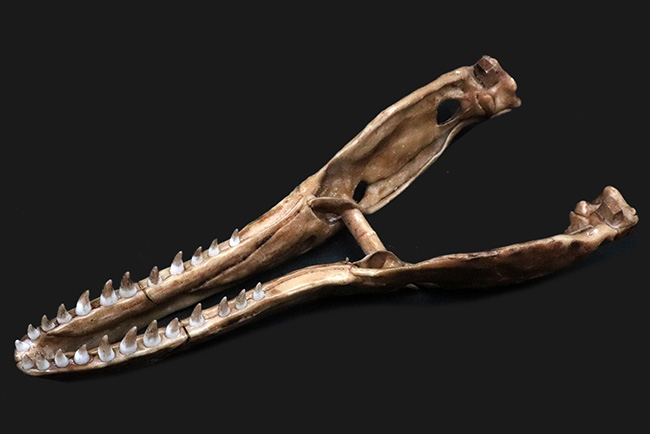 ２５センチクラス！迫力あるサイズで再現された、ティラノサウルス・レックス（Tyrannosaurus rex）の頭部のレプリカ（その4）