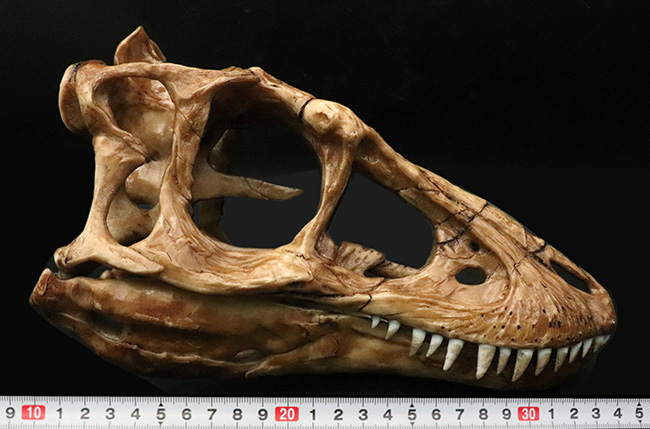 ２５センチクラス！迫力あるサイズで再現された、ティラノサウルス・レックス（Tyrannosaurus rex）の頭部のレプリカ（その8）