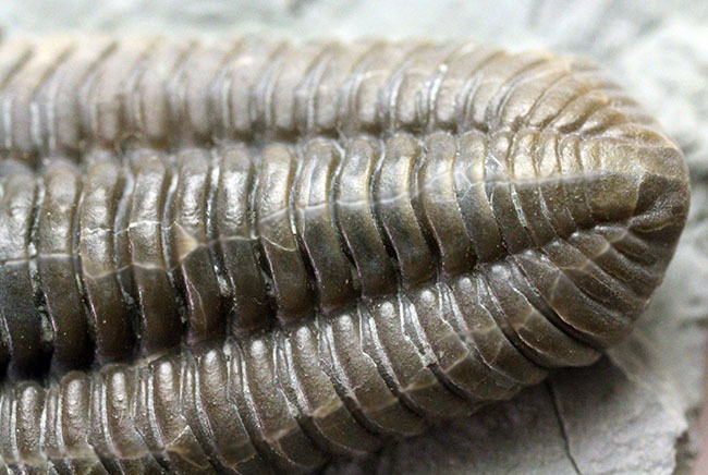 極めて保存状態良好!米国オハイオ州産三葉虫フレキシカリメネミーキ(Flexicalymene meeki)(その11)