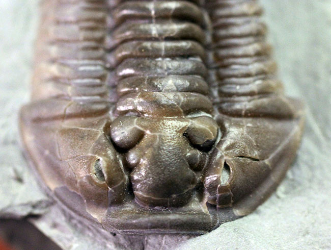 極めて保存状態良好!米国オハイオ州産三葉虫フレキシカリメネミーキ(Flexicalymene meeki)(その2)