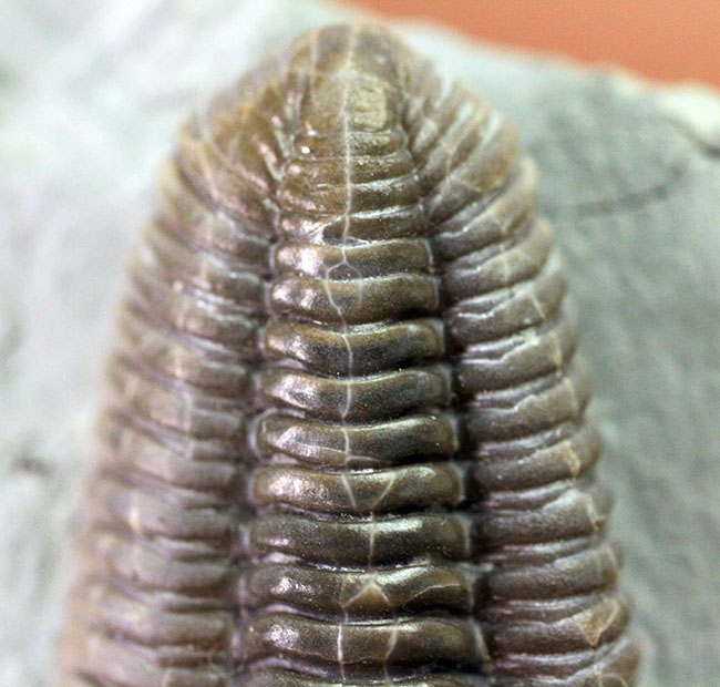 極めて保存状態良好!米国オハイオ州産三葉虫フレキシカリメネミーキ(Flexicalymene meeki)(その4)