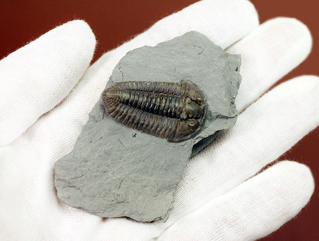 極めて保存状態良好！米国オハイオ州産三葉虫フレキシカリメネミーキ