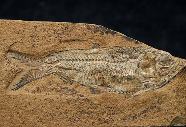 極めて上質の保存状態を維持した約5000万年前のニシンの仲間、ナイティア(Knightia Eoceana)の化石(その1)