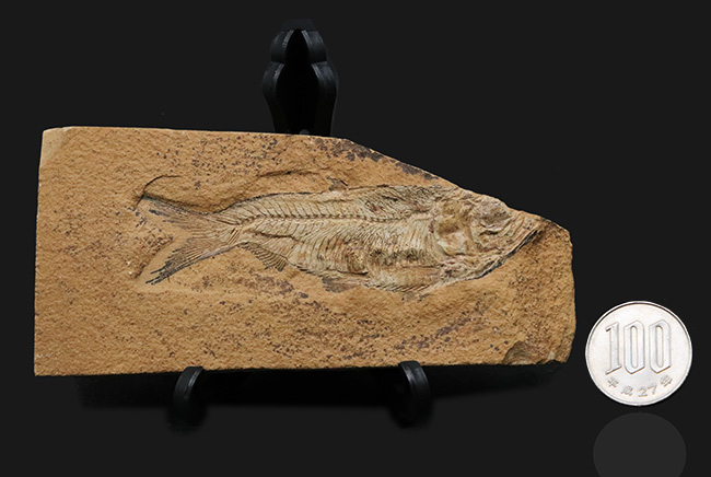 極めて上質の保存状態を維持した約5000万年前のニシンの仲間、ナイティア(Knightia Eoceana)の化石(その10)