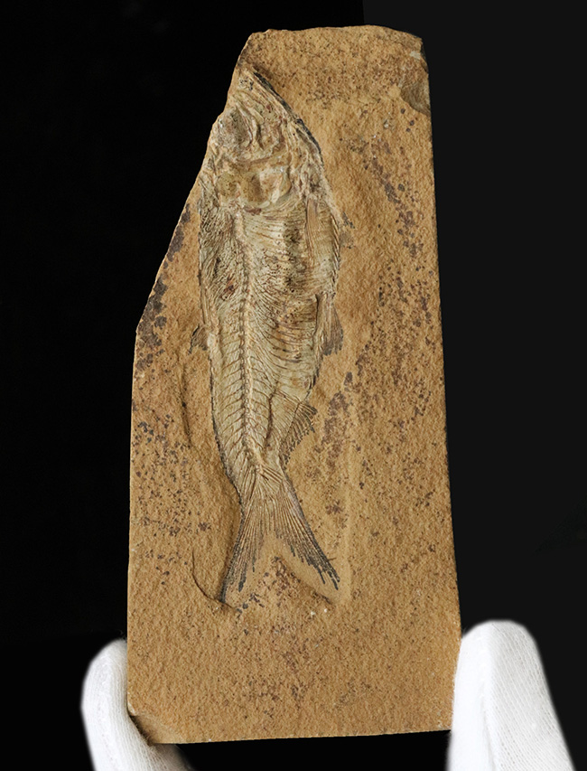 極めて上質の保存状態を維持した約５０００万年前のニシンの仲間、ナイティア（Knightia Eoceana）の化石（その2）