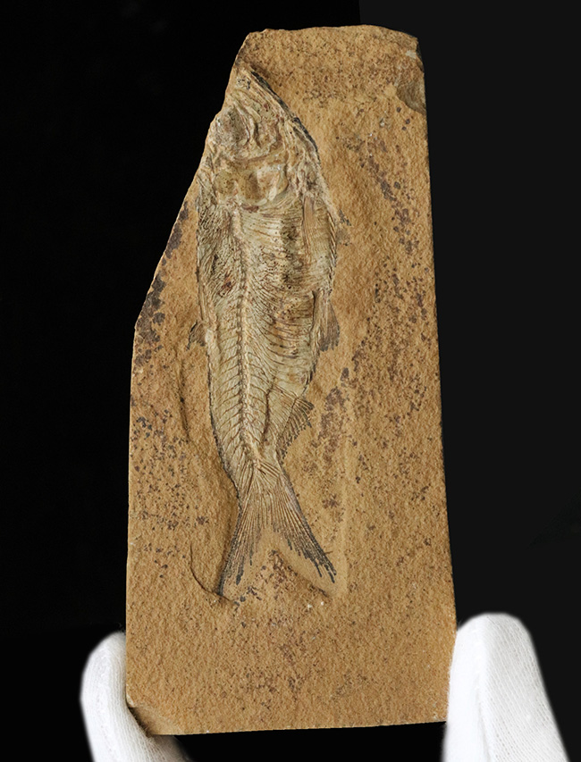 極めて上質の保存状態を維持した約5000万年前のニシンの仲間、ナイティア(Knightia Eoceana)の化石(その2)