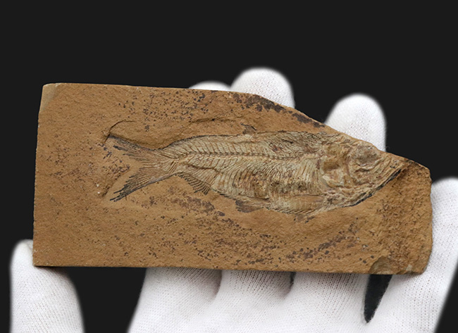 極めて上質の保存状態を維持した約5000万年前のニシンの仲間、ナイティア(Knightia Eoceana)の化石(その3)