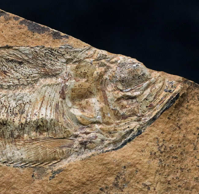 極めて上質の保存状態を維持した約５０００万年前のニシンの仲間、ナイティア（Knightia Eoceana）の化石（その4）