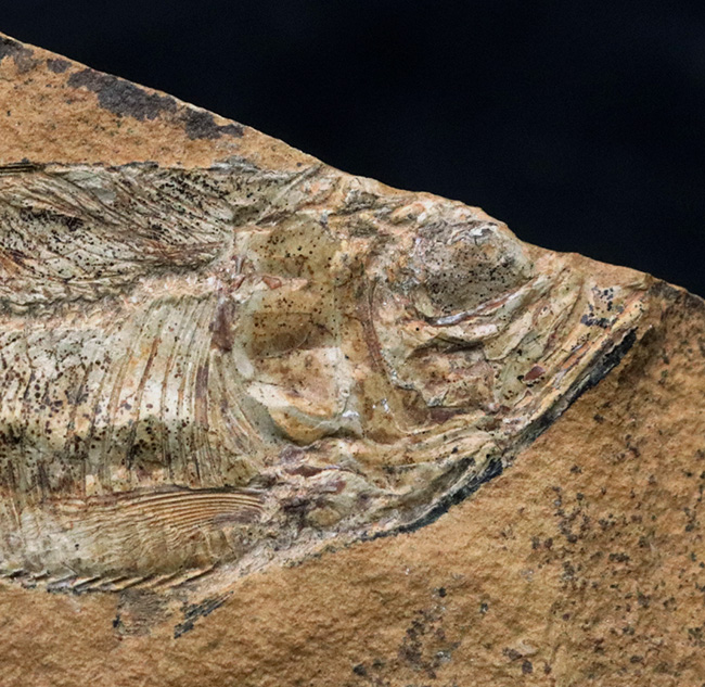 極めて上質の保存状態を維持した約5000万年前のニシンの仲間、ナイティア(Knightia Eoceana)の化石(その4)