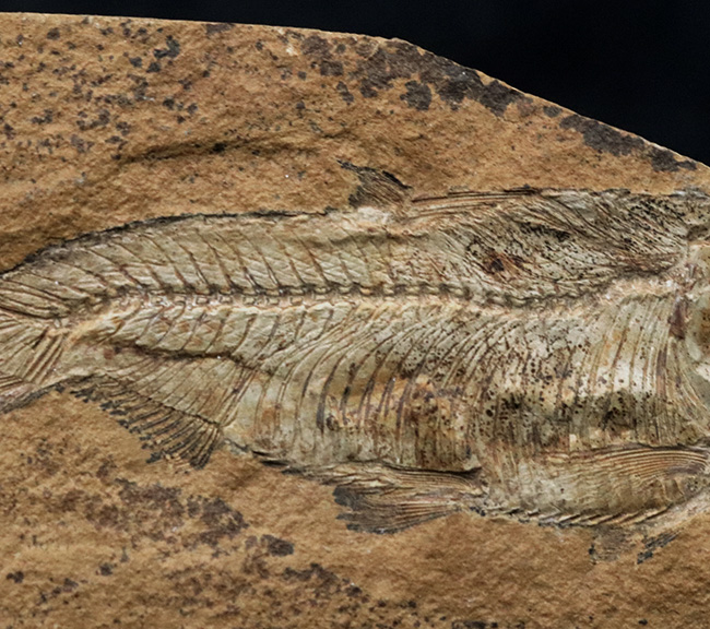 極めて上質の保存状態を維持した約5000万年前のニシンの仲間、ナイティア(Knightia Eoceana)の化石(その5)