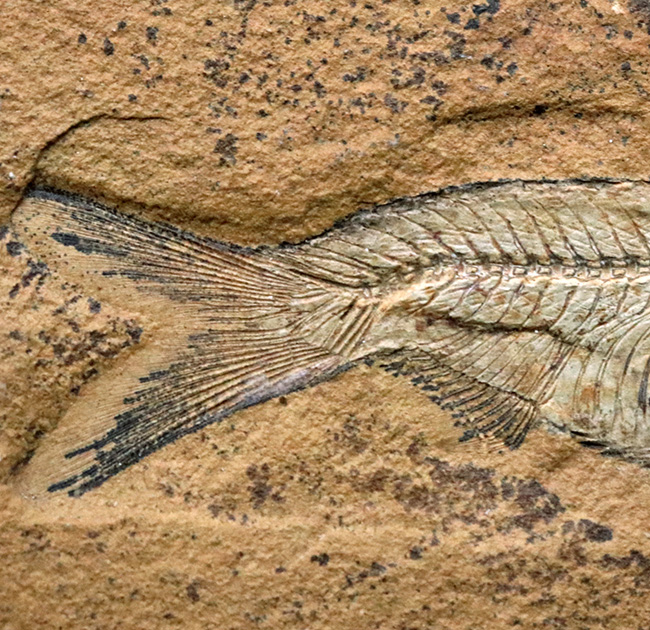 極めて上質の保存状態を維持した約５０００万年前のニシンの仲間、ナイティア（Knightia Eoceana）の化石（その6）