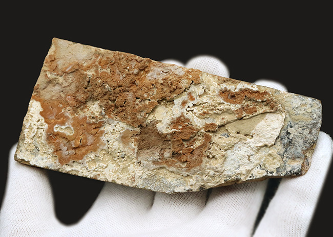 極めて上質の保存状態を維持した約５０００万年前のニシンの仲間、ナイティア（Knightia Eoceana）の化石（その7）
