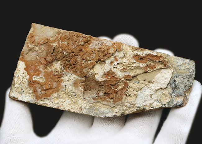極めて上質の保存状態を維持した約5000万年前のニシンの仲間、ナイティア(Knightia Eoceana)の化石(その7)