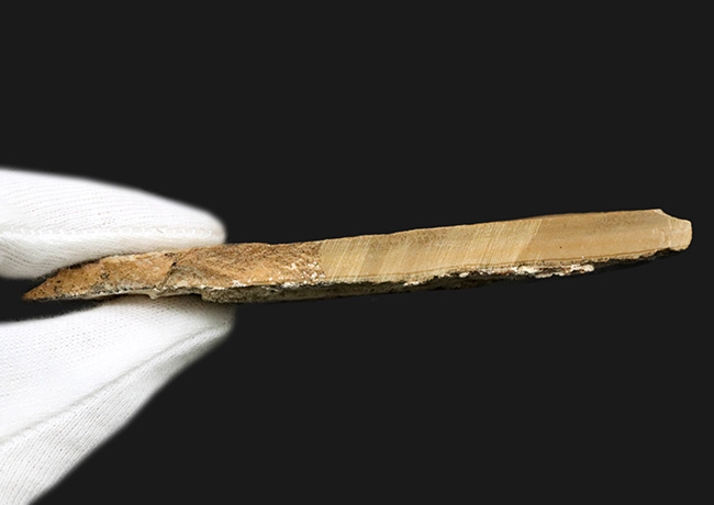 極めて上質の保存状態を維持した約5000万年前のニシンの仲間、ナイティア(Knightia Eoceana)の化石(その8)