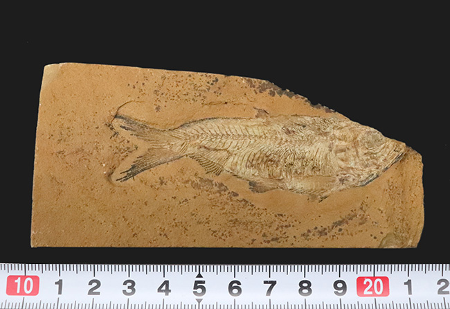 極めて上質の保存状態を維持した約5000万年前のニシンの仲間、ナイティア(Knightia Eoceana)の化石(その9)