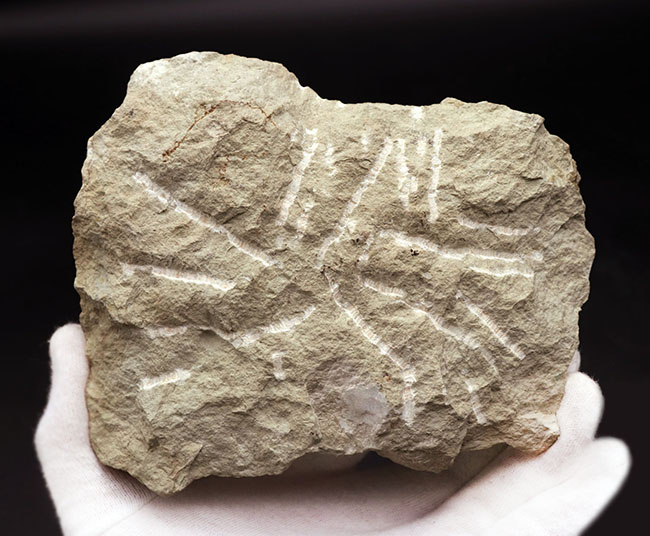 背周り計測で、なんと10センチに達する特大のロシア産の三葉虫、アサフス・プンクテータス。保存状態も大変良好で、左右対称で真っすぐ伸びた素直なポーズも美しい。(その13)