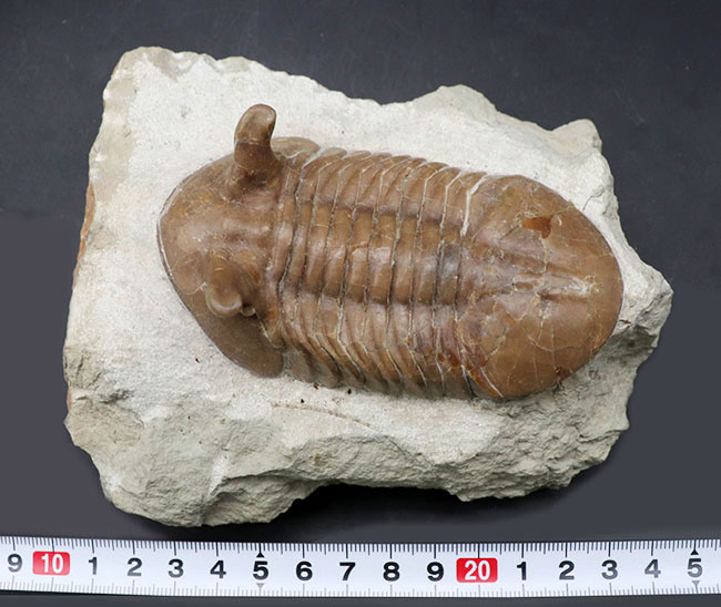背周り計測で、なんと10センチに達する特大のロシア産の三葉虫、アサフス・プンクテータス。保存状態も大変良好で、左右対称で真っすぐ伸びた素直なポーズも美しい。(その14)