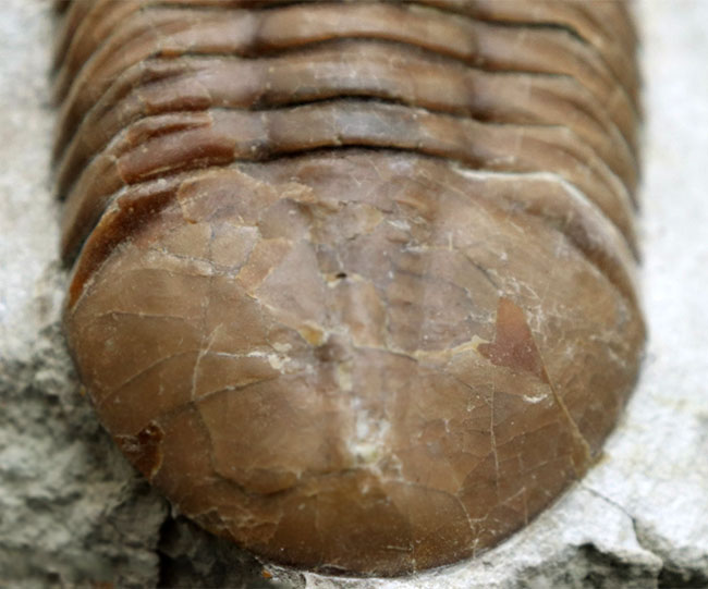 背周り計測で、なんと10センチに達する特大のロシア産の三葉虫、アサフス・プンクテータス。保存状態も大変良好で、左右対称で真っすぐ伸びた素直なポーズも美しい。(その3)