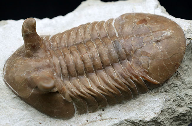 背周り計測で、なんと10センチに達する特大のロシア産の三葉虫、アサフス・プンクテータス。保存状態も大変良好で、左右対称で真っすぐ伸びた素直なポーズも美しい。(その6)