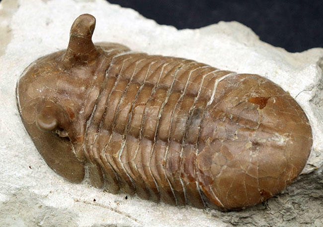 背周り計測で、なんと10センチに達する特大のロシア産の三葉虫、アサフス・プンクテータス。保存状態も大変良好で、左右対称で真っすぐ伸びた素直なポーズも美しい。(その8)
