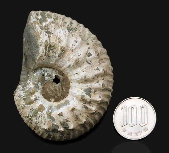 ふくよかな形が愛らしい、イングランド・グロスタシャーで採集された中生代ジュラ紀のアンモナイト、リパロセラス（Liparoceras）の化石（その10）