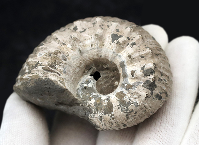ふくよかな形が愛らしい、イングランド・グロスタシャーで採集された中生代ジュラ紀のアンモナイト、リパロセラス（Liparoceras）の化石（その2）