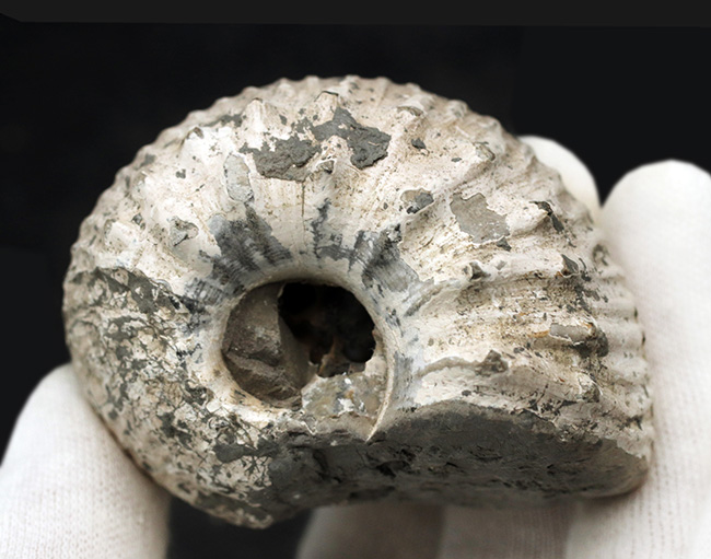 ふくよかな形が愛らしい、イングランド・グロスタシャーで採集された中生代ジュラ紀のアンモナイト、リパロセラス（Liparoceras）の化石（その3）
