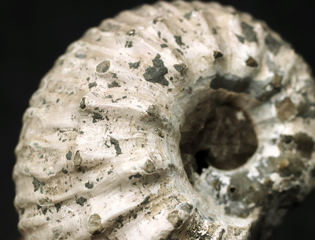 ふくよかな形が愛らしい、イングランド・グロスタシャーで採集された中生代ジュラ紀のアンモナイト、リパロセラス（Liparoceras）の化石（その4）