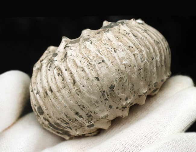 ふくよかな形が愛らしい、イングランド・グロスタシャーで採集された中生代ジュラ紀のアンモナイト、リパロセラス（Liparoceras）の化石（その5）