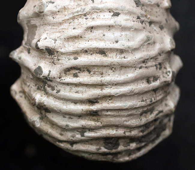 ふくよかな形が愛らしい、イングランド・グロスタシャーで採集された中生代ジュラ紀のアンモナイト、リパロセラス（Liparoceras）の化石（その7）