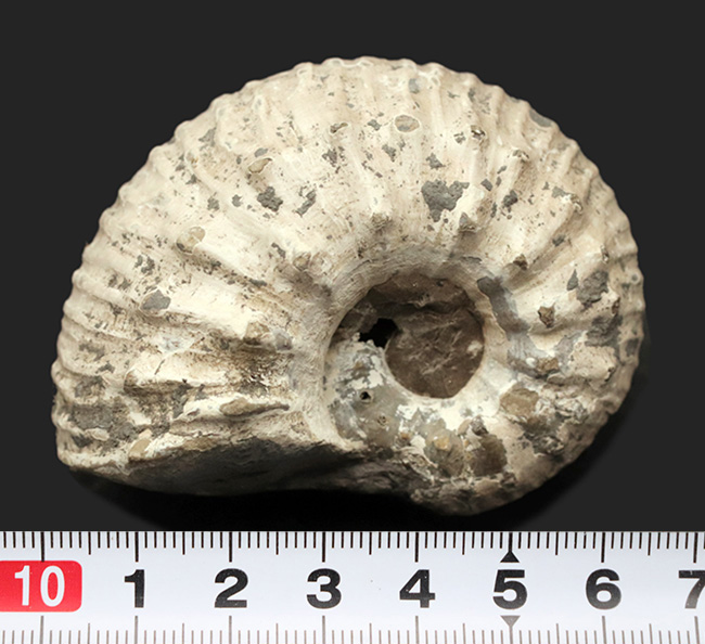 ふくよかな形が愛らしい、イングランド・グロスタシャーで採集された中生代ジュラ紀のアンモナイト、リパロセラス（Liparoceras）の化石（その9）