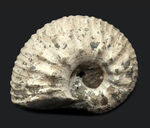 ふくよかな形が愛らしい、イングランド・グロスタシャーで採集された中生代ジュラ紀のアンモナイト、リパロセラス（Liparoceras）の化石