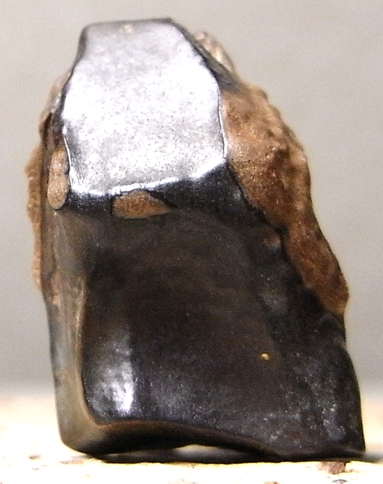 トリケラトプスの歯（その1）