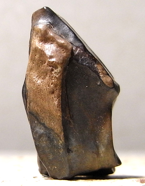 トリケラトプスの歯（その2）